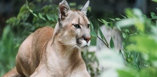 Mountain Lion_