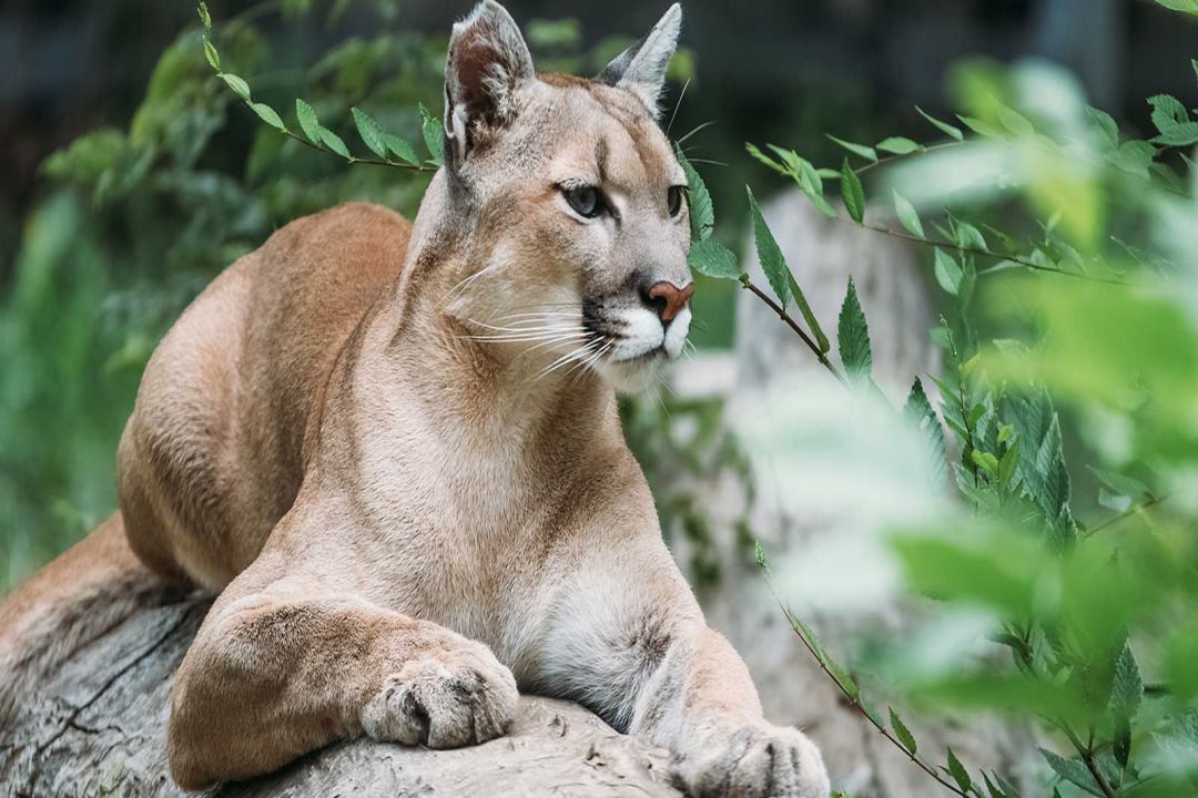Mountain Lion_
